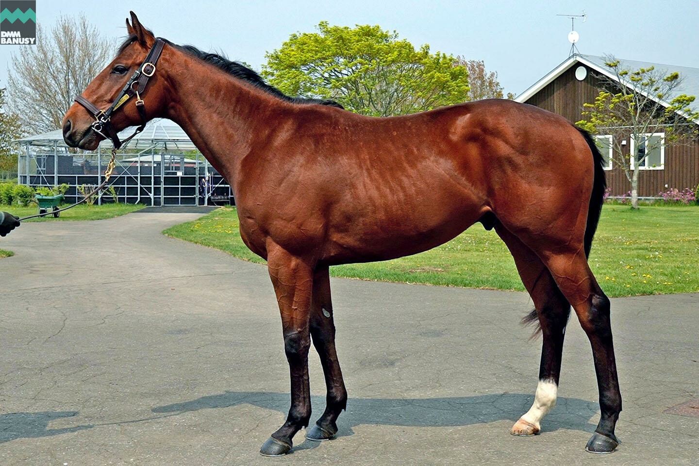 シュリット 馬体フォト 2022/05/19