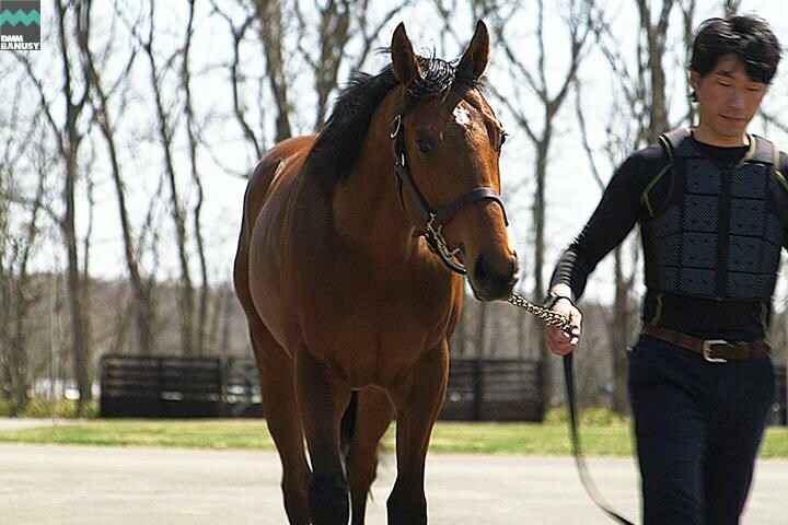 キタノコマンドール 馬体フォト 2017/04/21