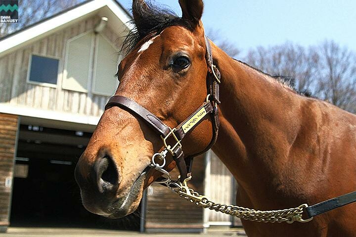 キタノコマンドール 馬体フォト 2017/04/21