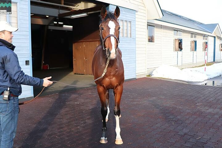 キタノインパクト 馬体フォト 2017/12/14