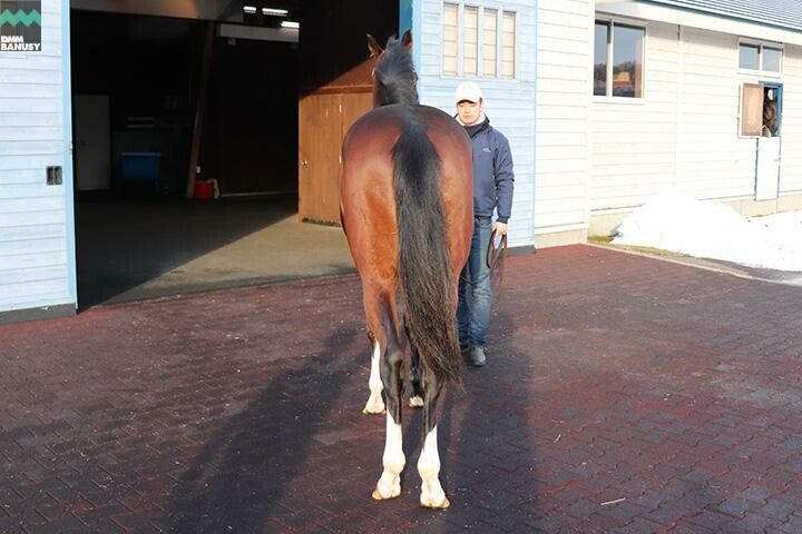 キタノインパクト 馬体フォト 2017/12/14