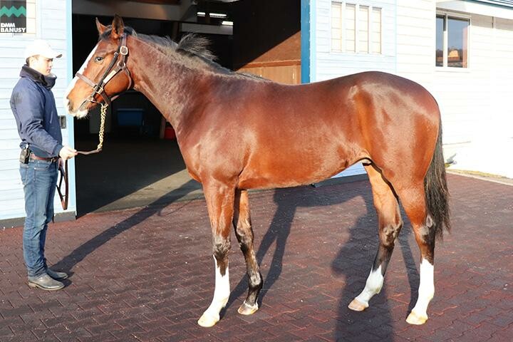 キタノインパクト 馬体フォト 2017/12/14