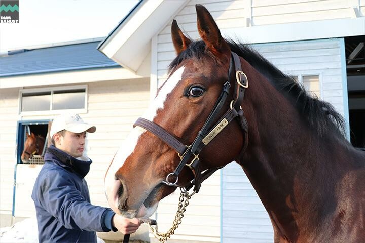 キタノインパクト 馬体フォト 2017/12/14