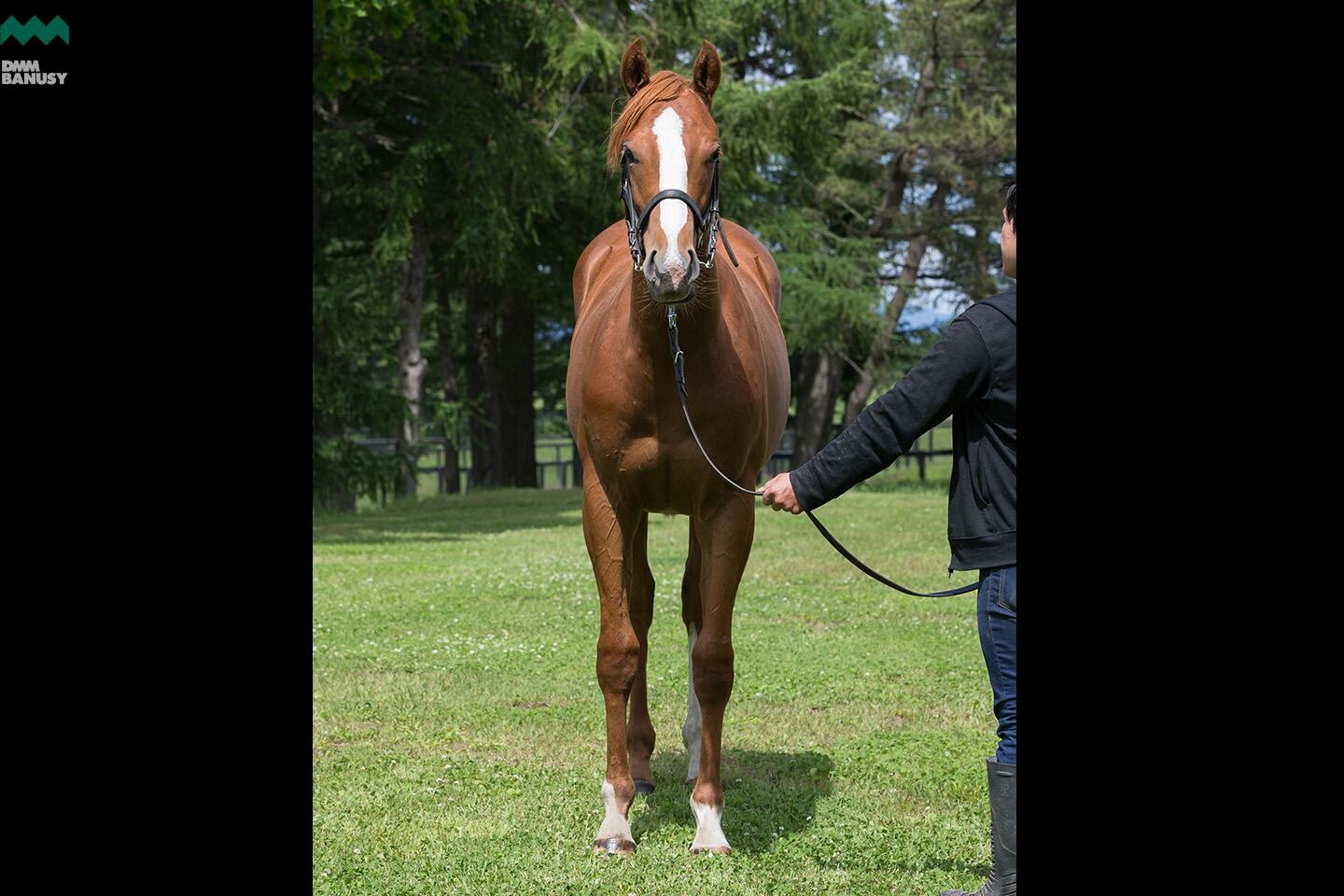 ラヴインザチャーム 馬体フォト 2019/06/19