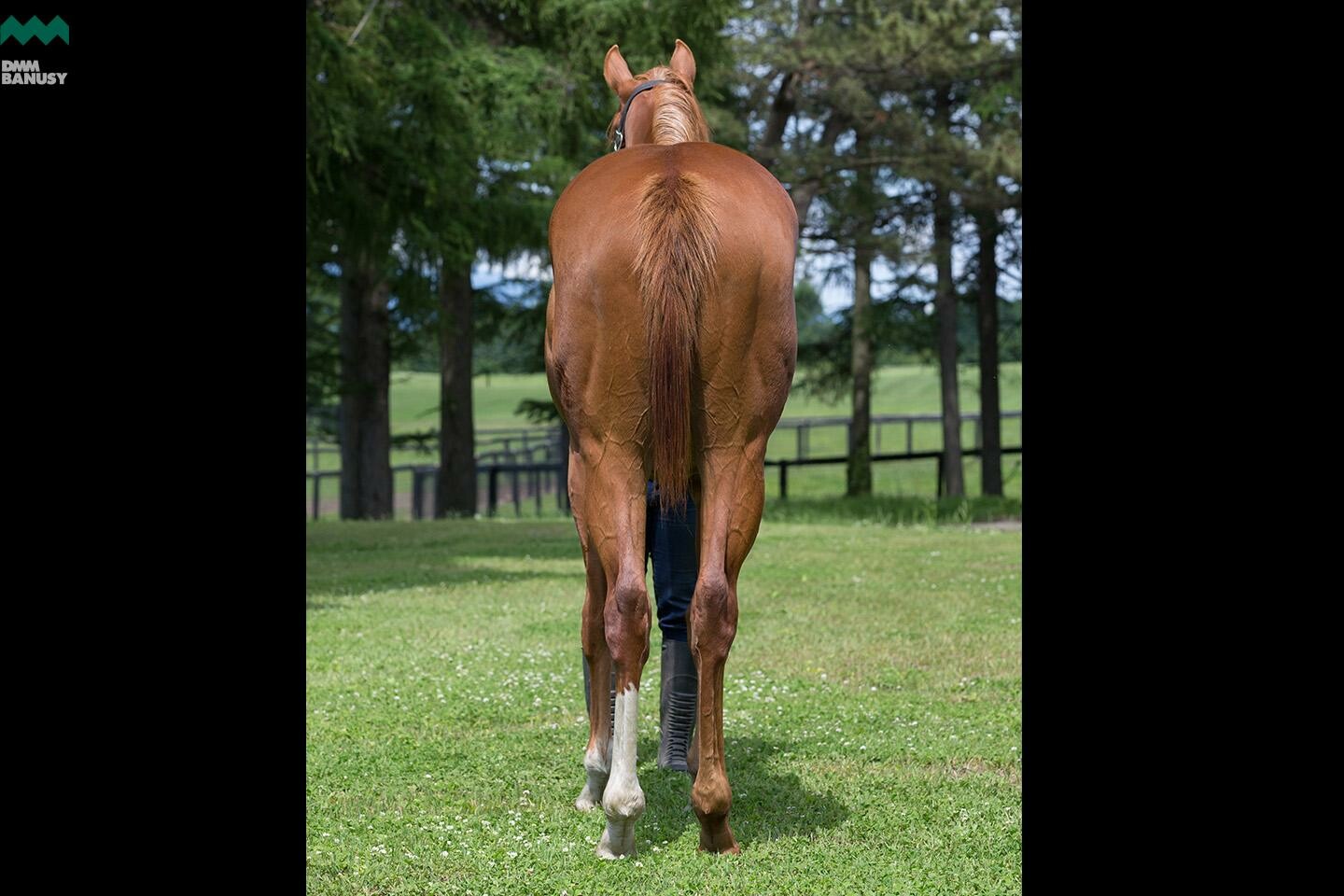 ラヴインザチャーム 馬体フォト 2019/06/19