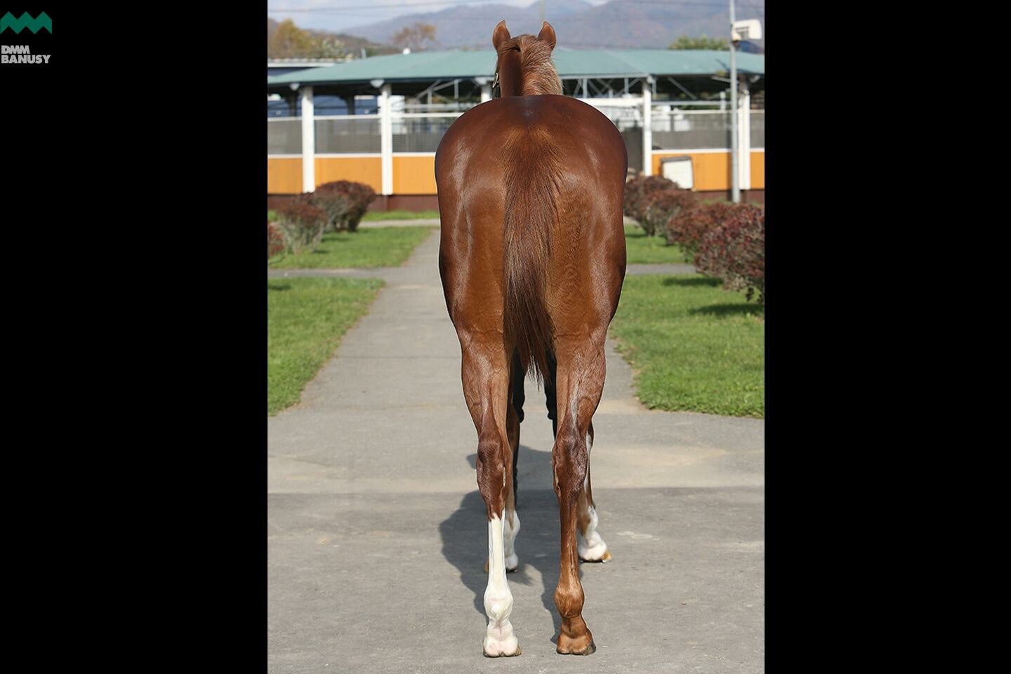 ラヴインザチャーム 馬体フォト 2019/10/24