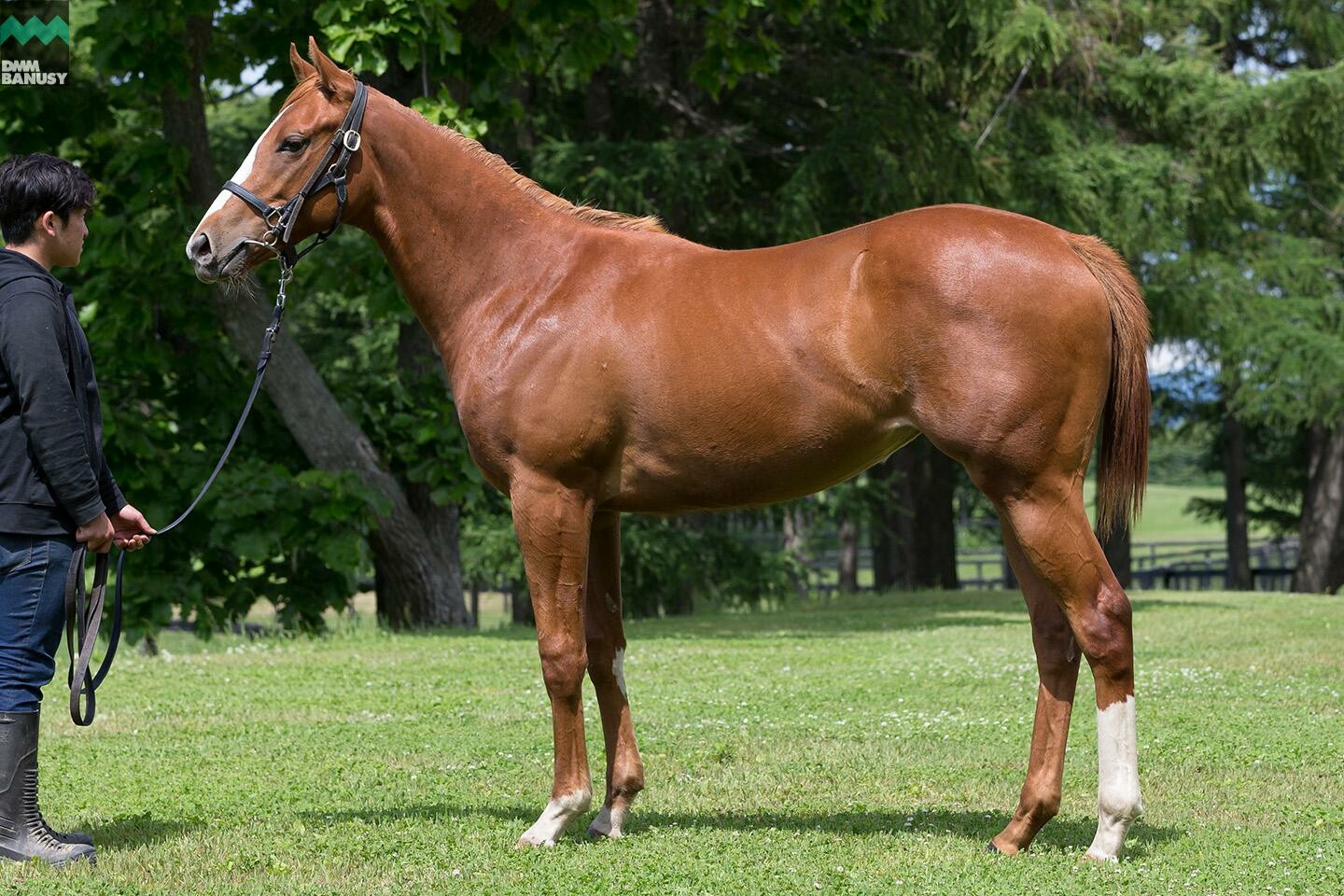 ラヴインザチャーム 馬体フォト 2019/06/19