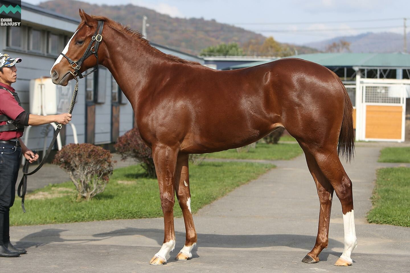 ラヴインザチャーム 馬体フォト 2019/10/24