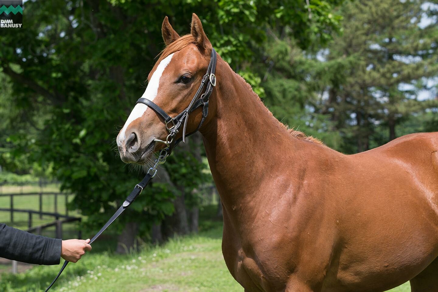 ラヴインザチャーム 馬体フォト 2019/06/19