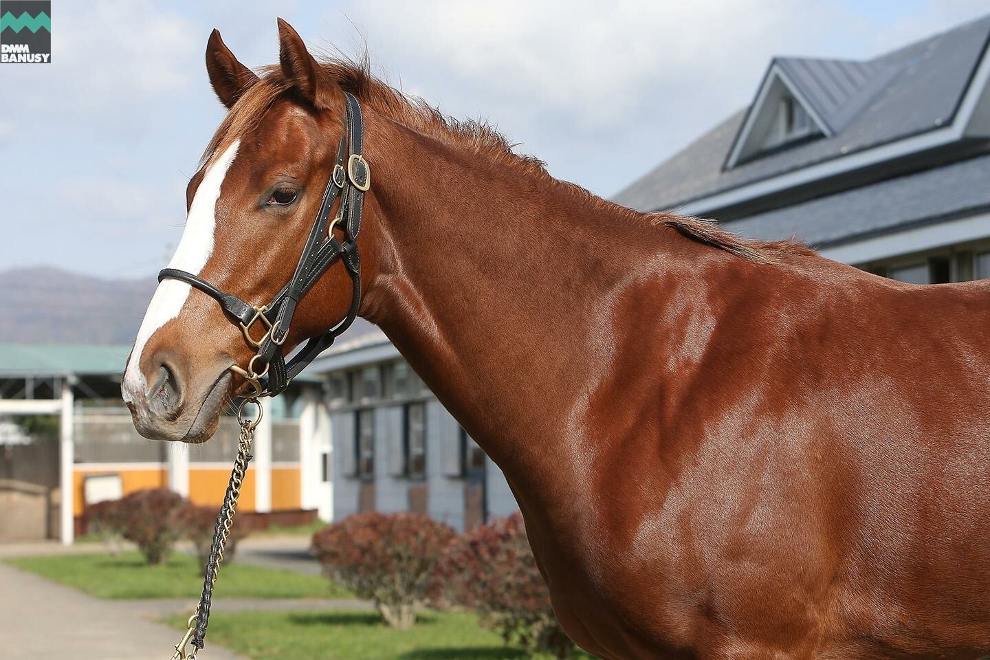 ラヴインザチャーム 馬体フォト 2019/10/24