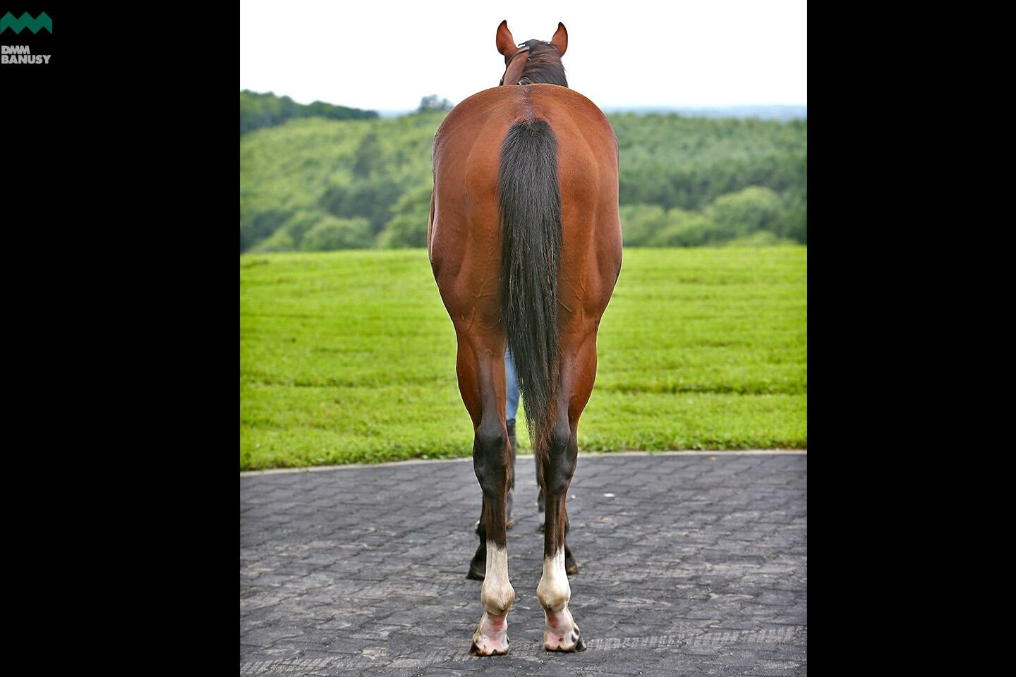 ホープインザダーク 馬体フォト 2020/07/17