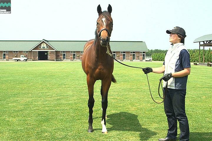 ラヴズオンリーユー 馬体フォト 2017/07/14