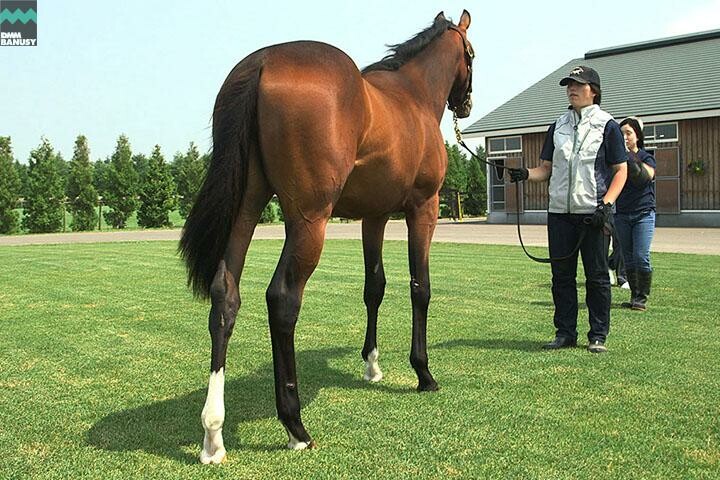 ラヴズオンリーユー 馬体フォト 2017/07/14