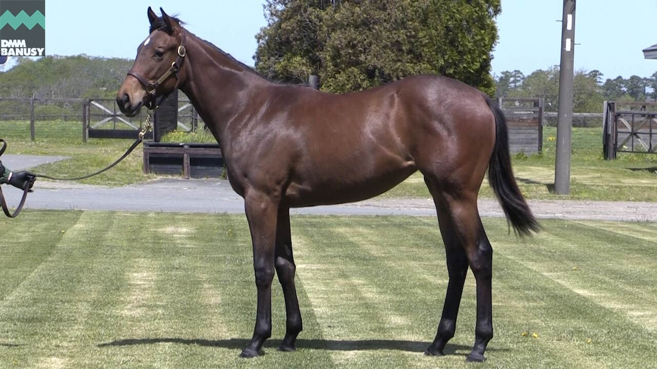 ソナトリーチェ 2019/5/25撮影:厩舎長 香山さんインタビュー付