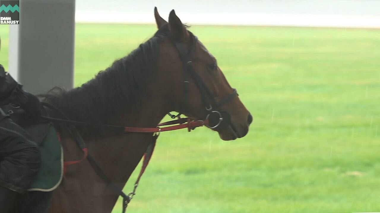 キタノコマンドール 日々の鍛錬