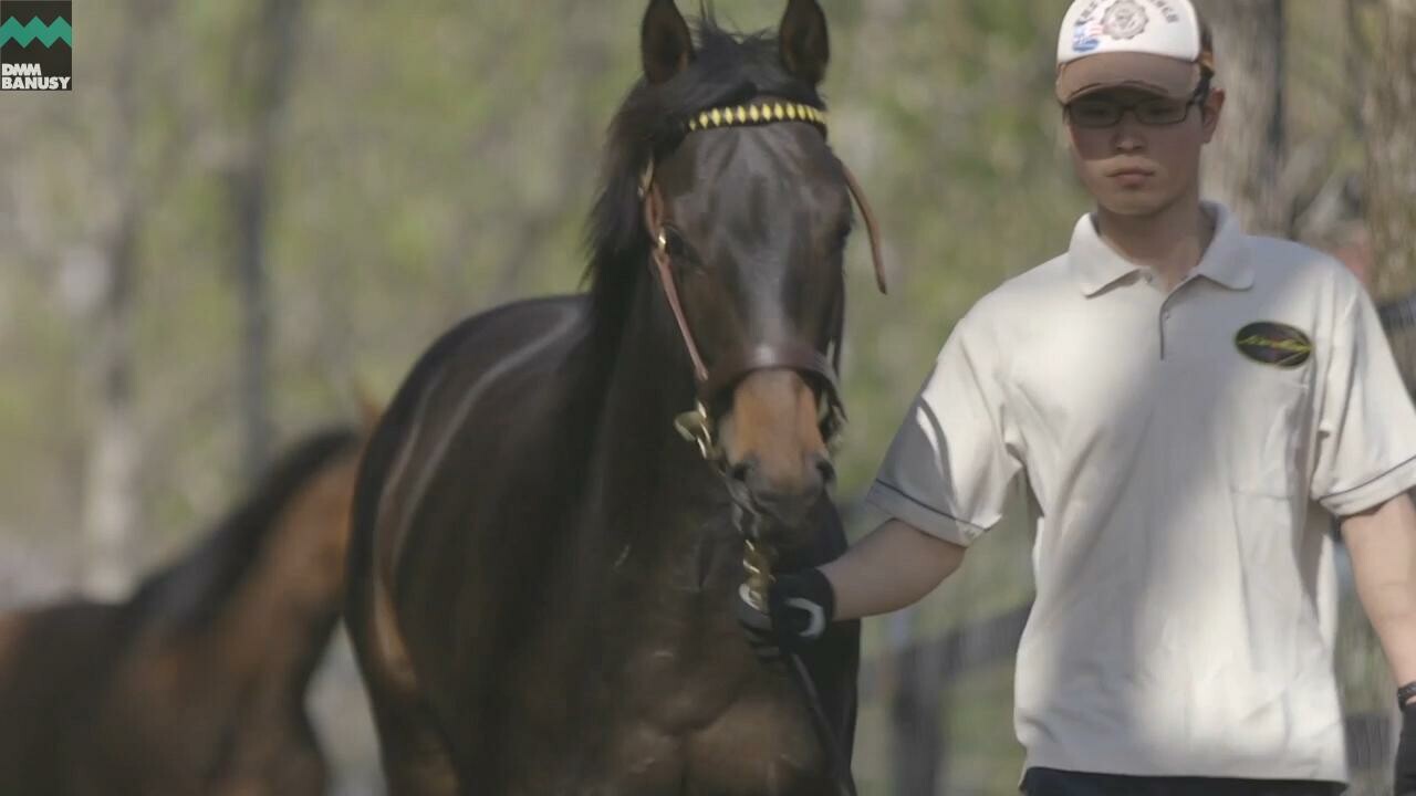 ディープシャイン 馬の特徴・放牧