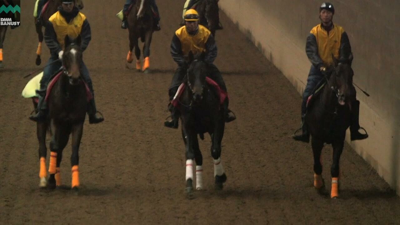 ディープシャイン 競走馬になるための鍛錬