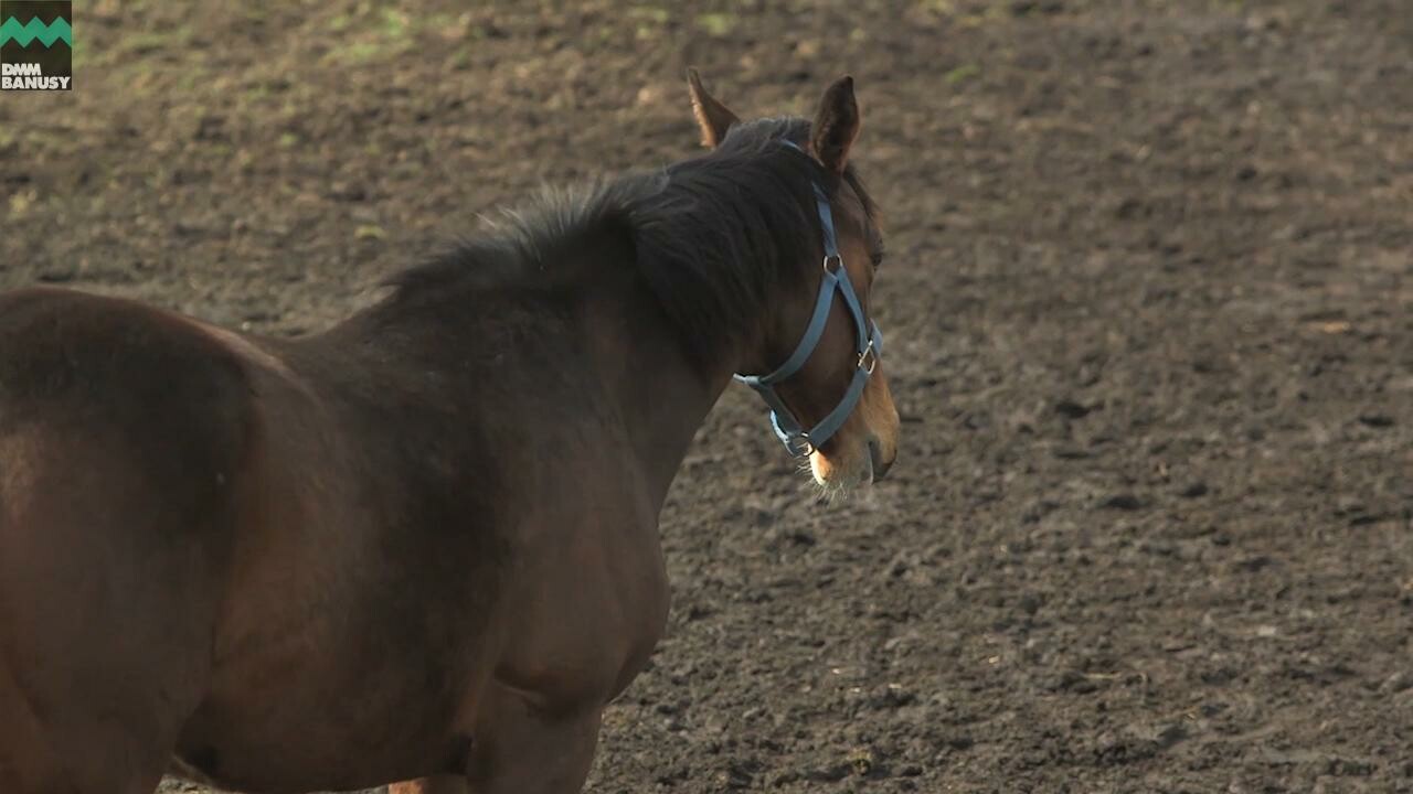 キタノインパクト 馬の特徴・放牧