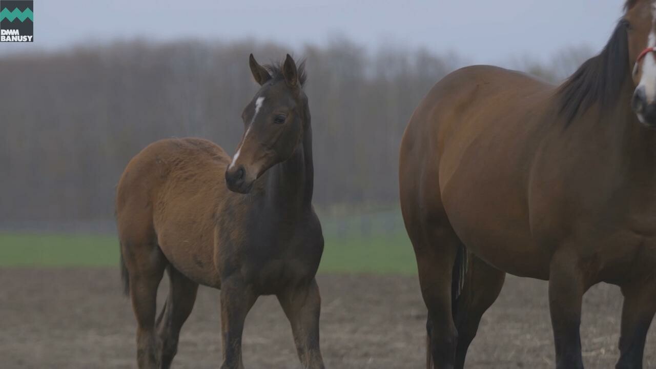 ドリームインパクト 馬の特徴・放牧