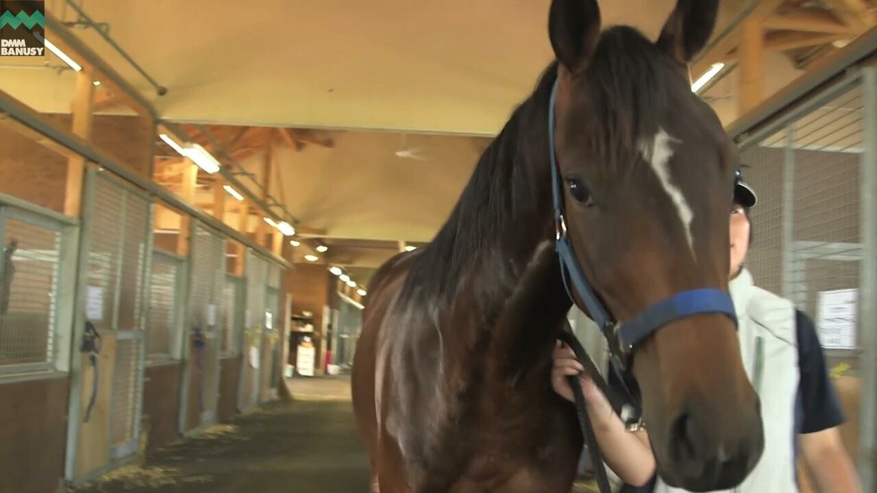 ラヴズオンリーユー 馬の特徴・放牧