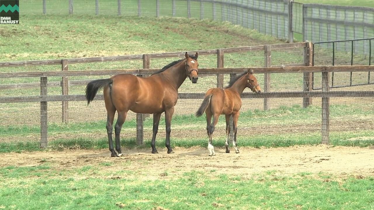 ゴールデンレシオ 馬の特徴・放牧