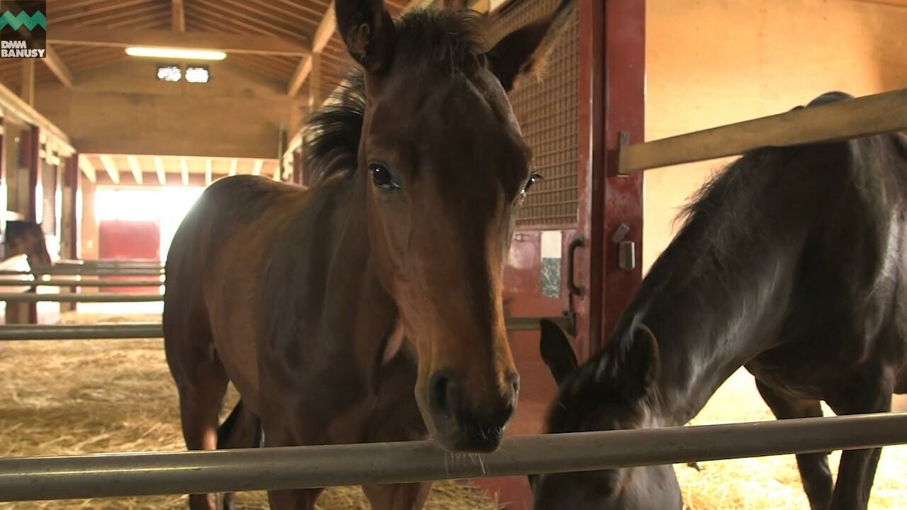 キタノブルー 馬の特徴・放牧