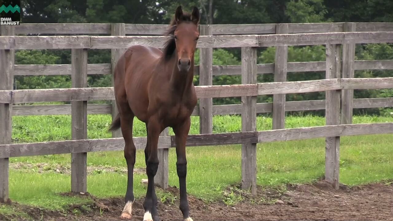 キタノブルー 母馬との別れ