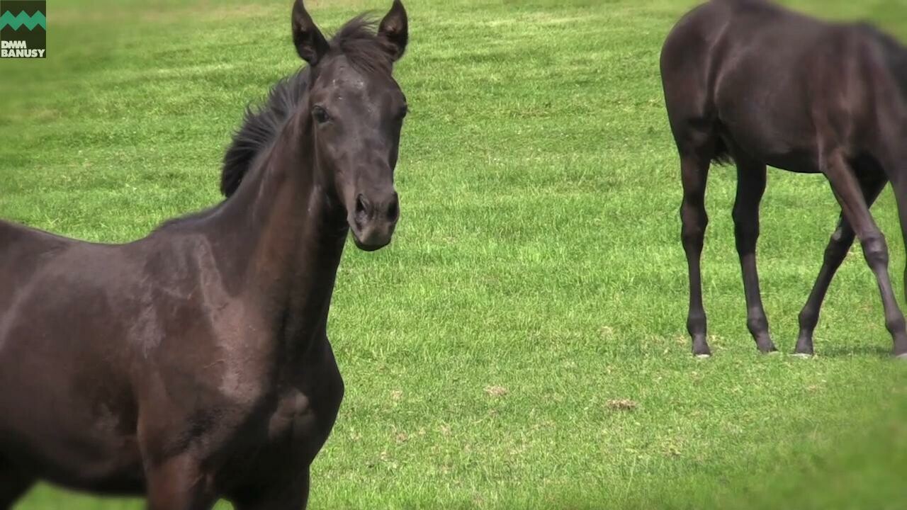 ハーツシンフォニー PV