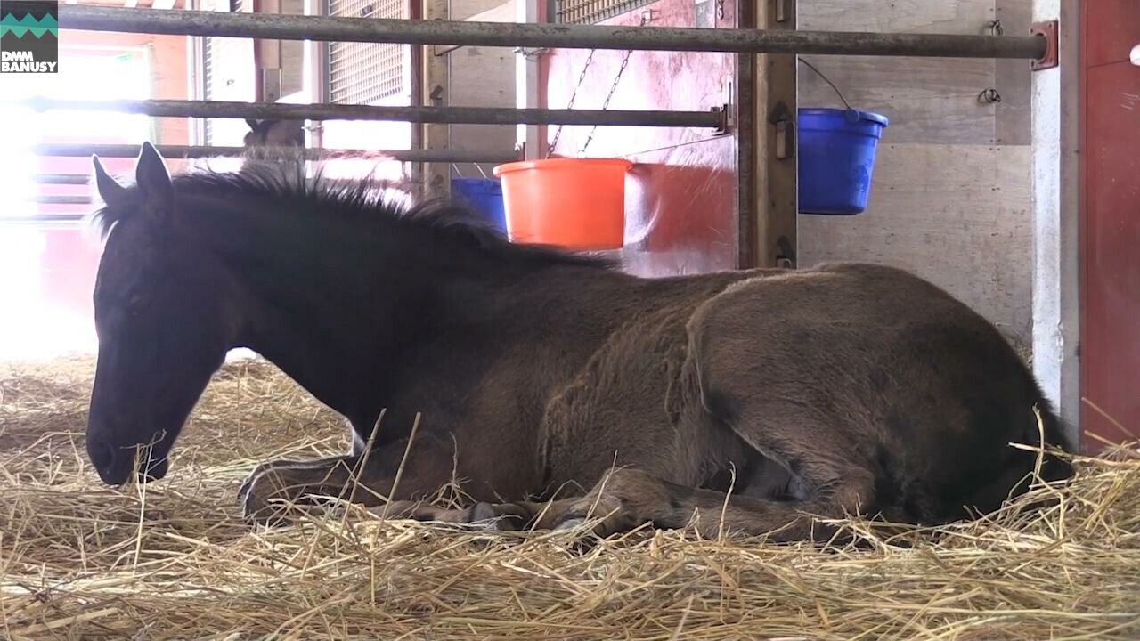 ハーツシンフォニー 馬の特徴・放牧