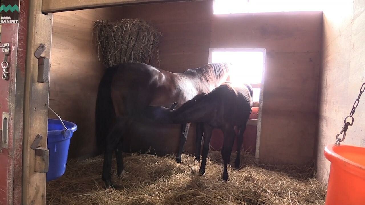 ハーツシンフォニー 母馬との別れ