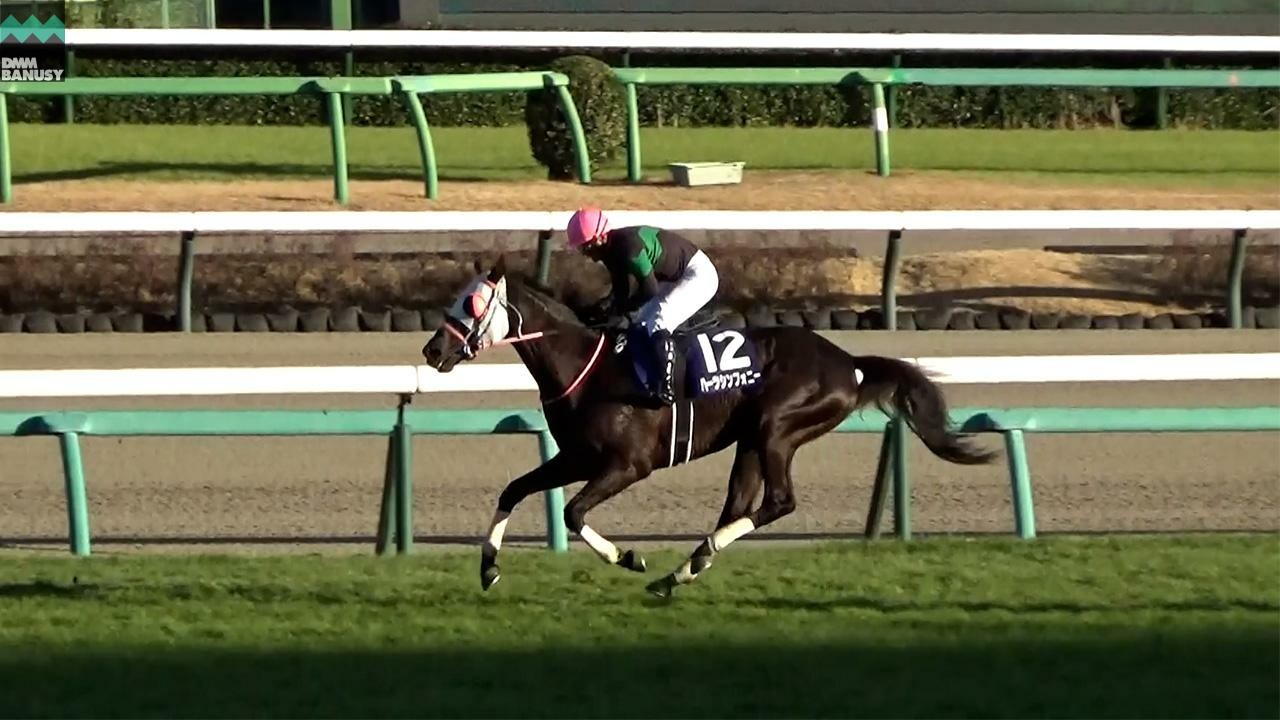 ハーツシンフォニー 新潟ジャンプステークスまでの道のり