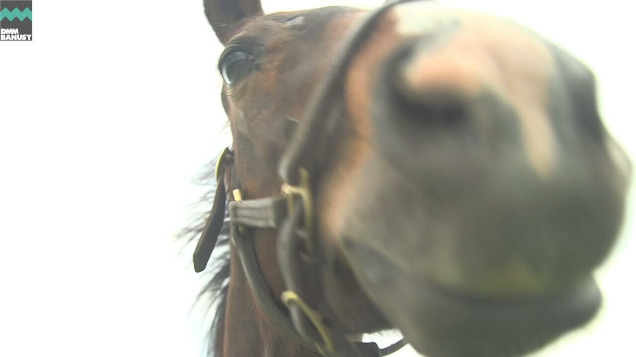 ダブルアンコール 馬の特徴・放牧