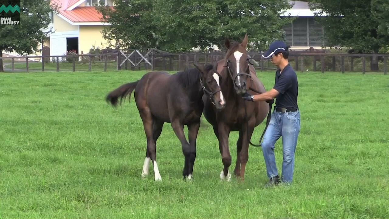 ダブルアンコール 母馬との別れ