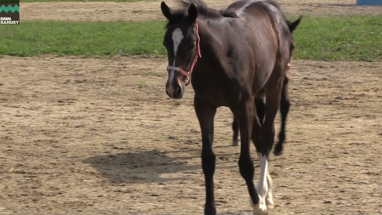 ダブルアンコール イヤリング厩舎へ