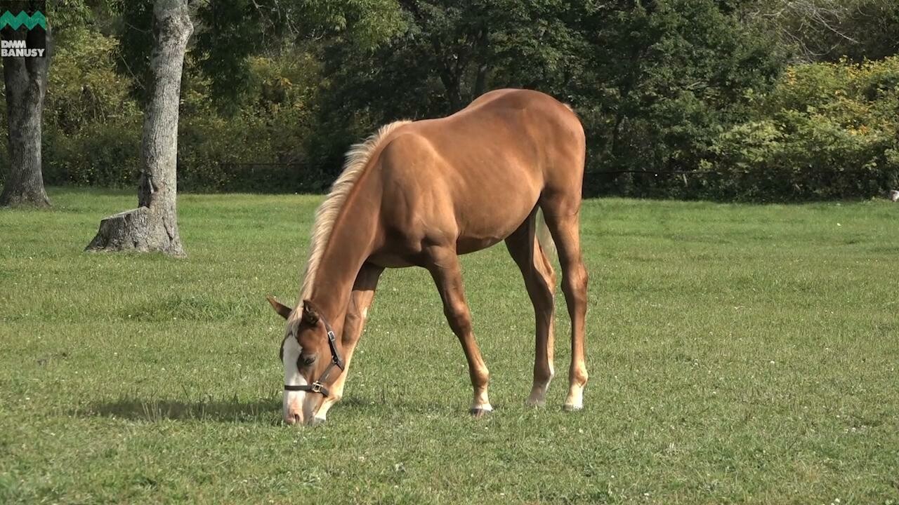 オーロアドーネ PV