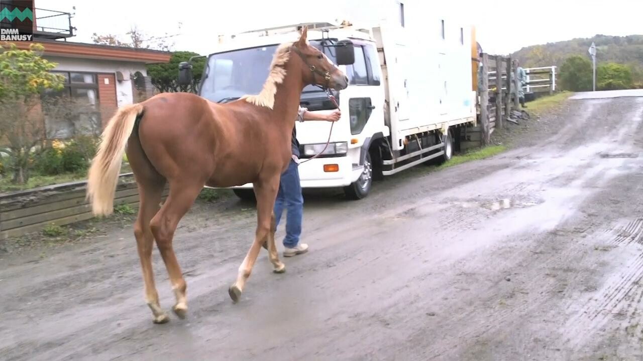 オーロアドーネ 育成厩舎へ
