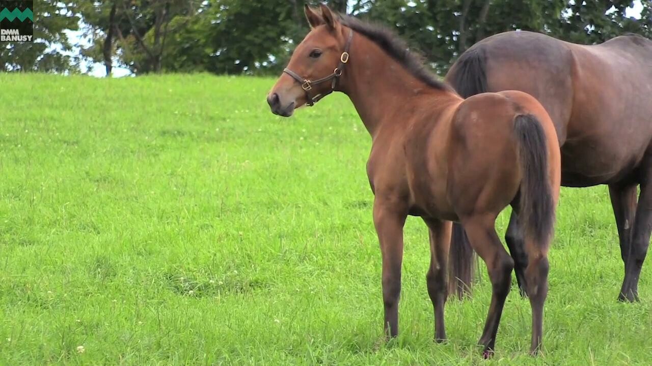 スターズプレミア 母馬との別れ