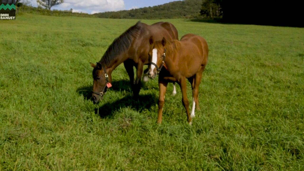 ラヴインザチャーム PV ~母馬との別れ~