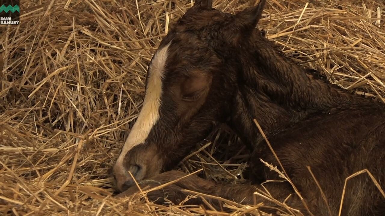 ラヴインザチャーム 誕生の瞬間