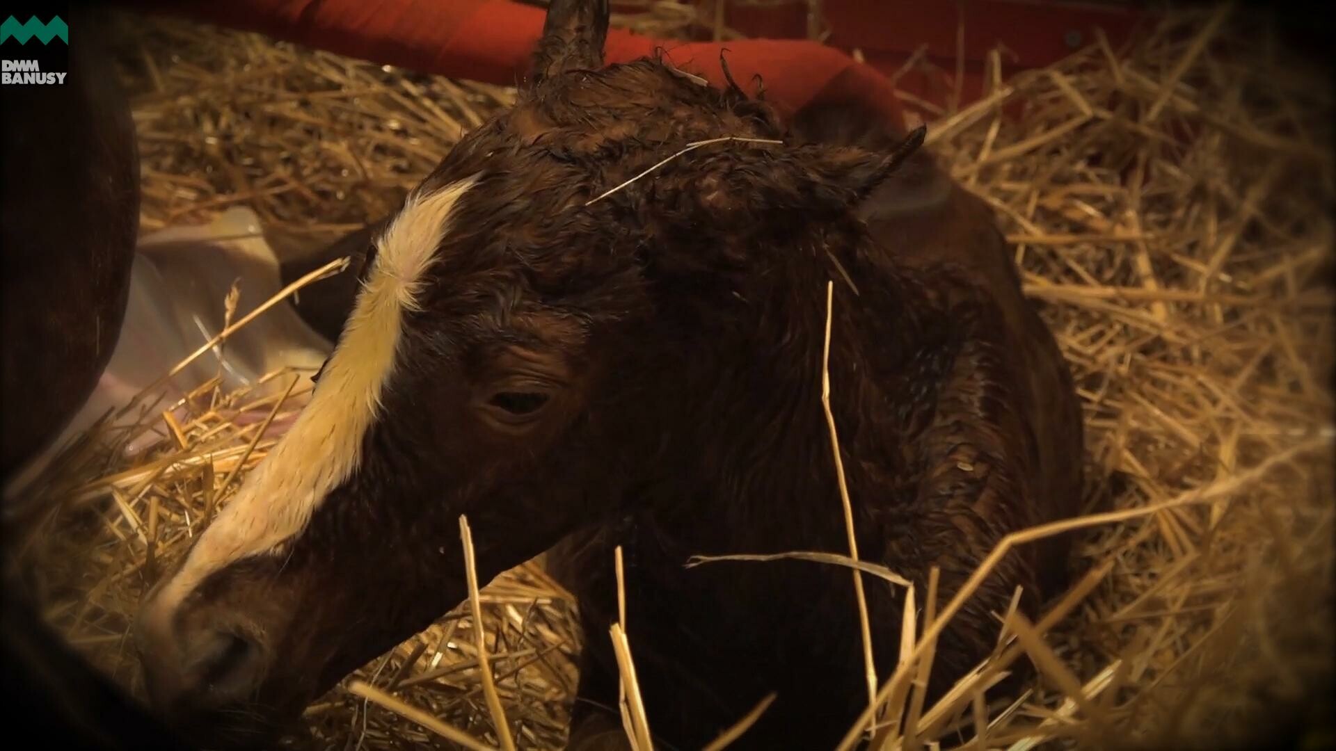 ラヴインザチャーム デビューまでの道のり