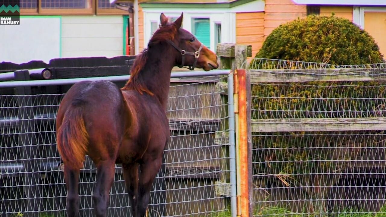 ネクサスハート PV ~母馬との別れ~