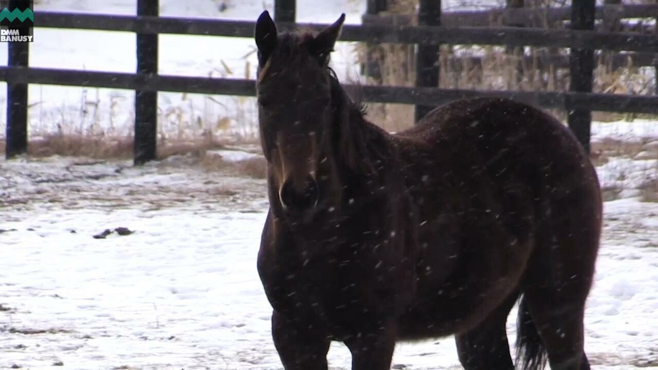 ネクサスハート PV2019