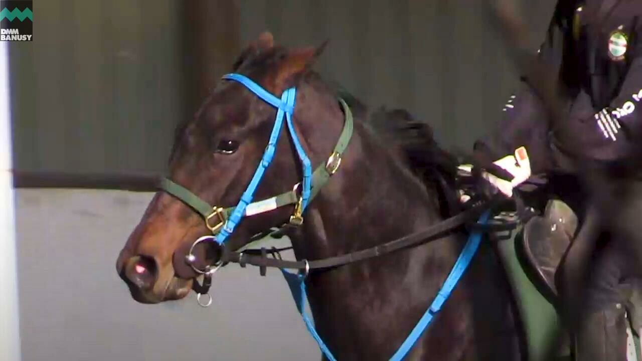 ネクサスハート PV2019 Vol.2