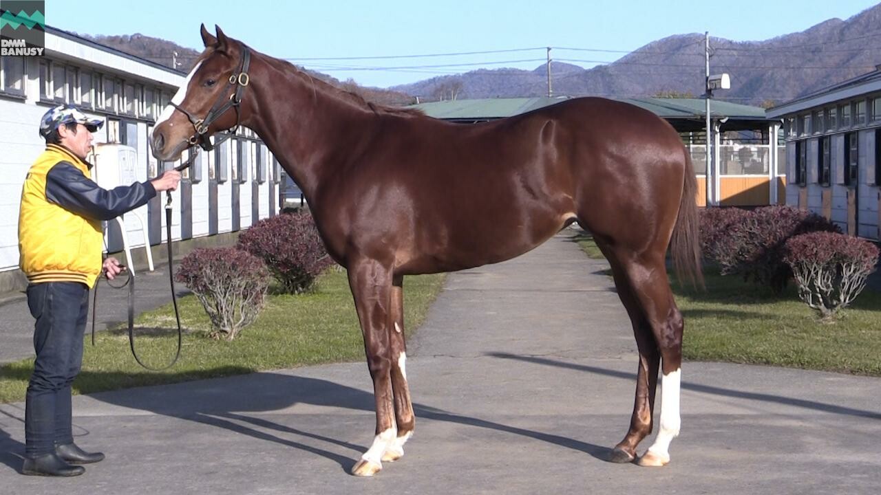 ラヴインザチャーム 2019/11/13撮影:マネージャー 鷲尾さんインタビュー付