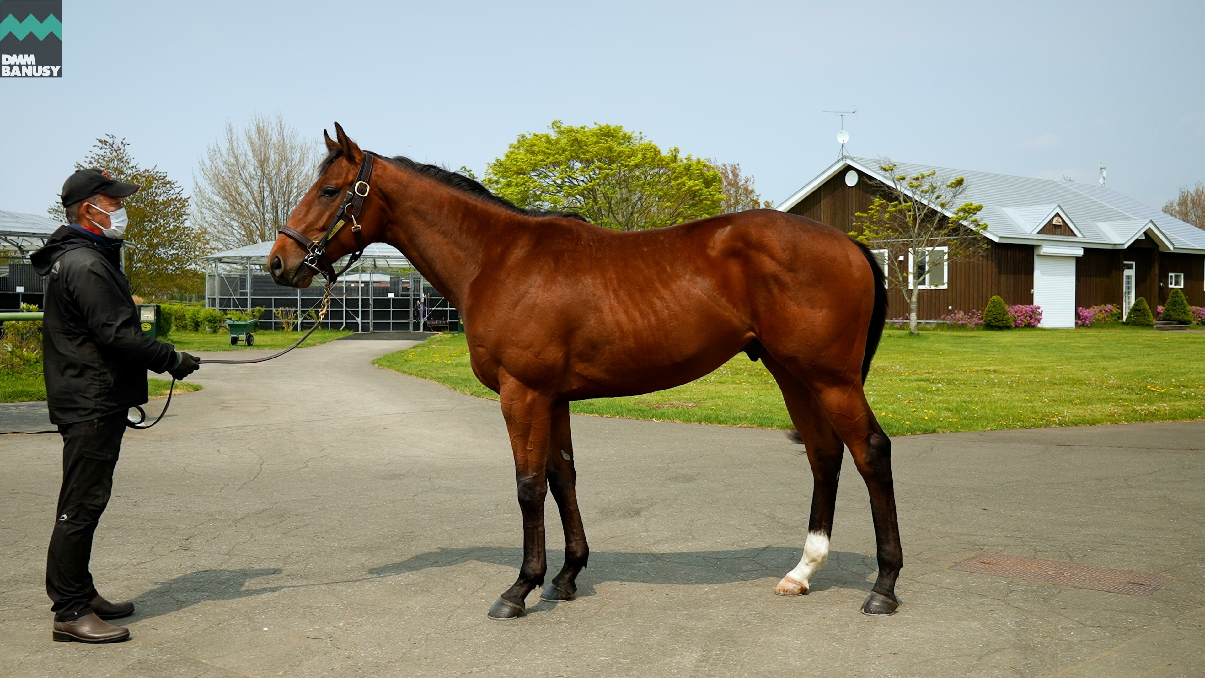 シュリット 2022/5/19撮影：厩舎長 辻(つじ)さんインタビュー付