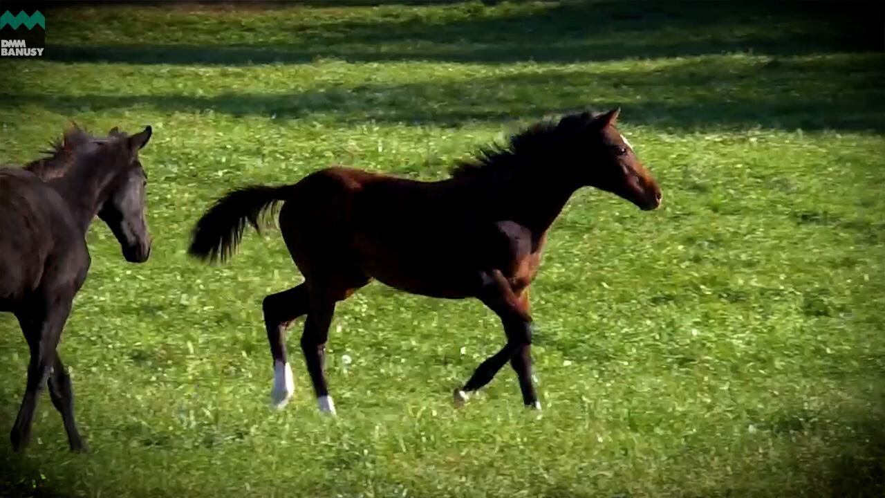 ツキヨノウサギ デビューまでの道のり