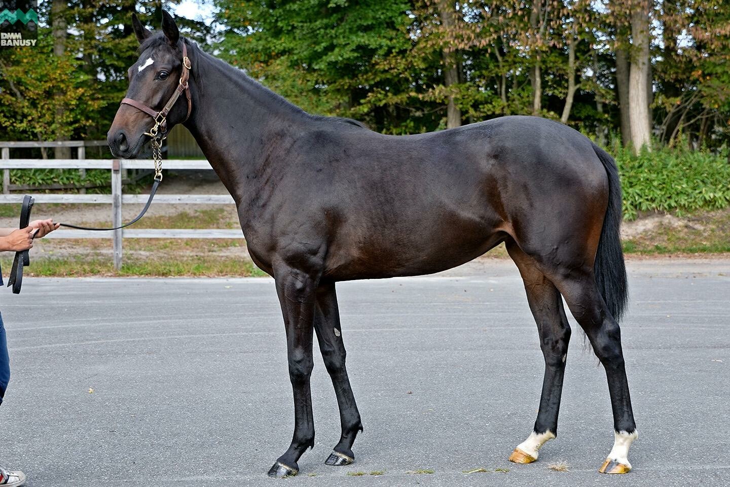 パンドジェーヌ 馬体フォト 2022/09/29