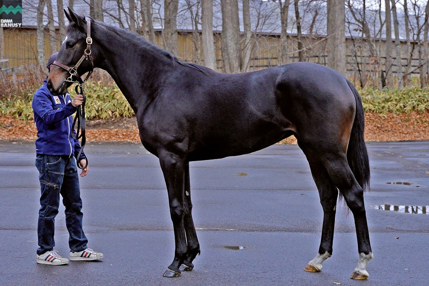 パンドジェーヌ 馬体フォト 2022/11/15