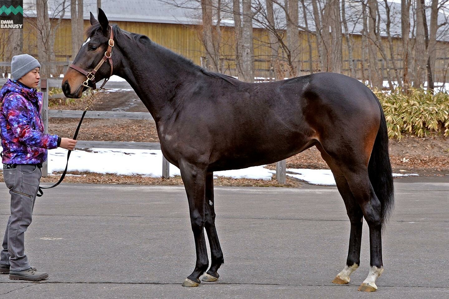 パンドジェーヌ 馬体フォト 2023/01/09