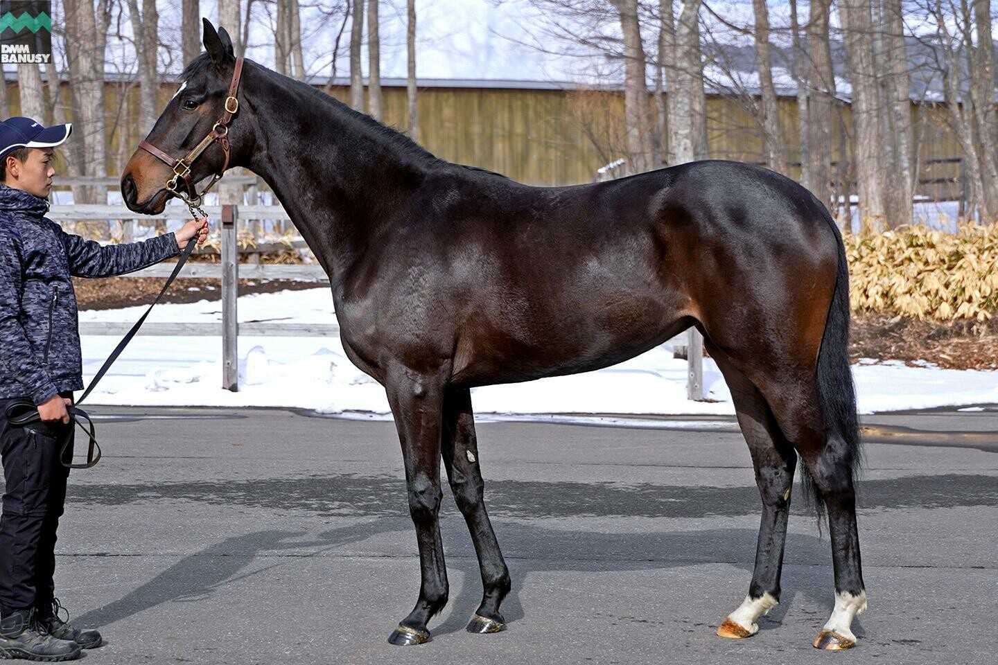 パンドジェーヌ 馬体フォト 2023/02/22